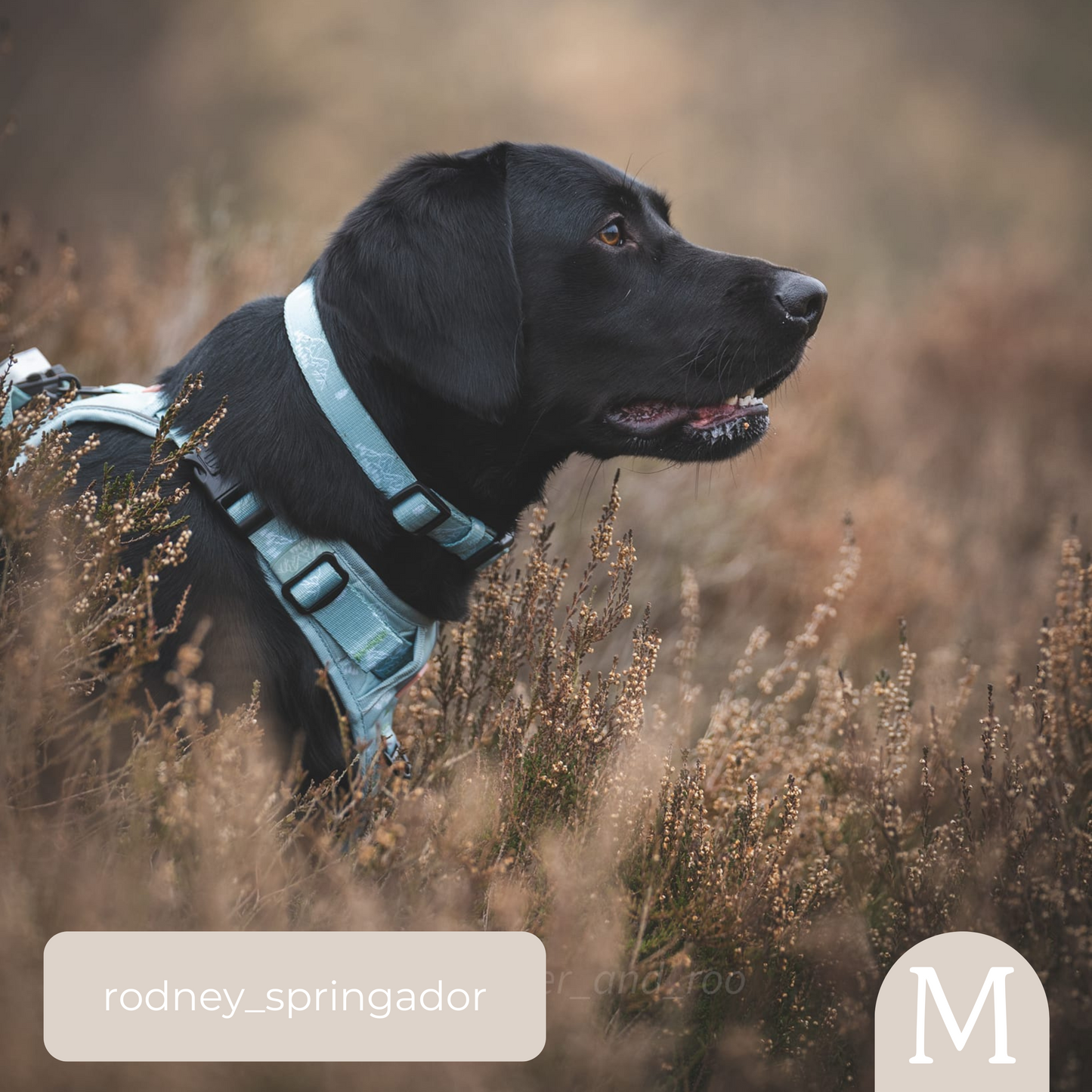 Adjustable Collar -  It's Mint To Be