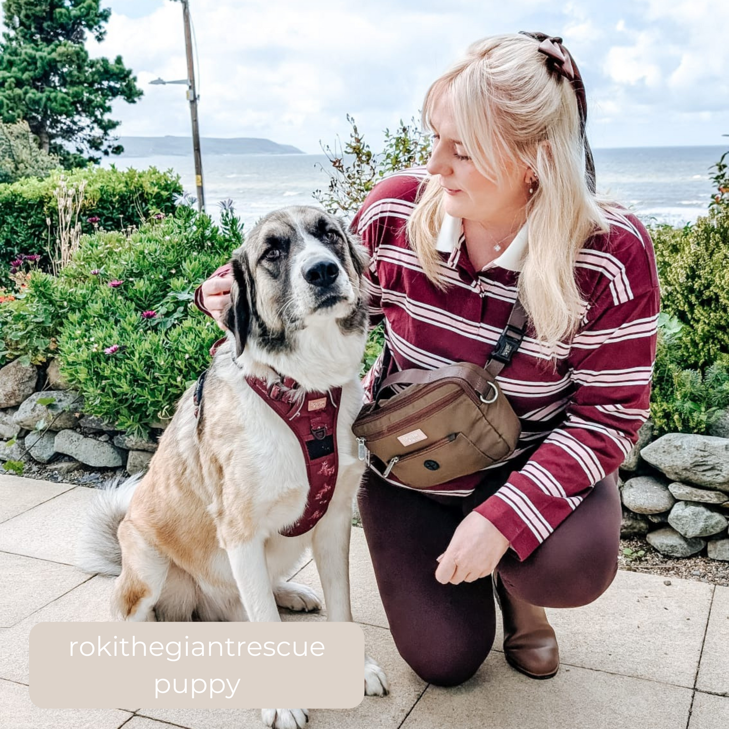 Dog Walking Bag - Brown