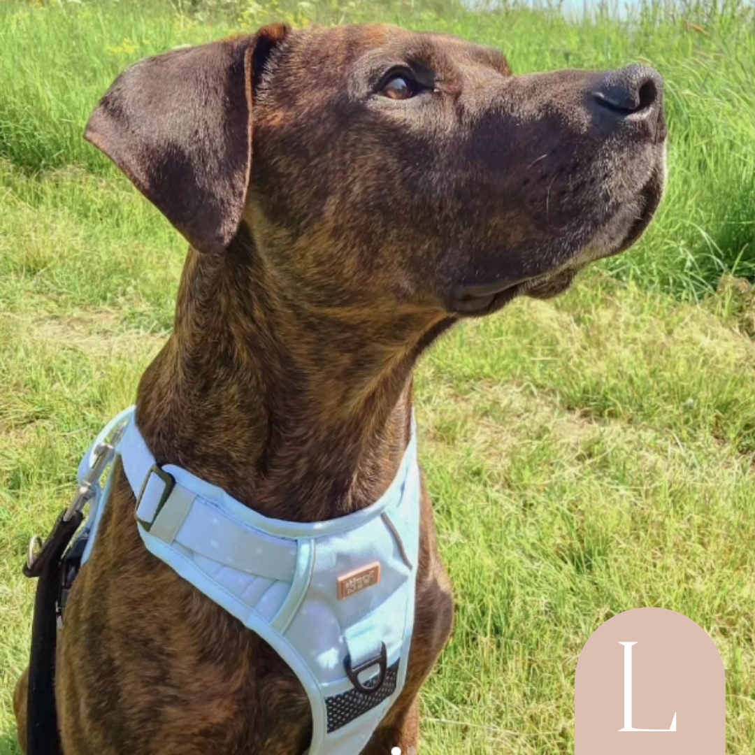 Dog harness to clearance stop pulling uk