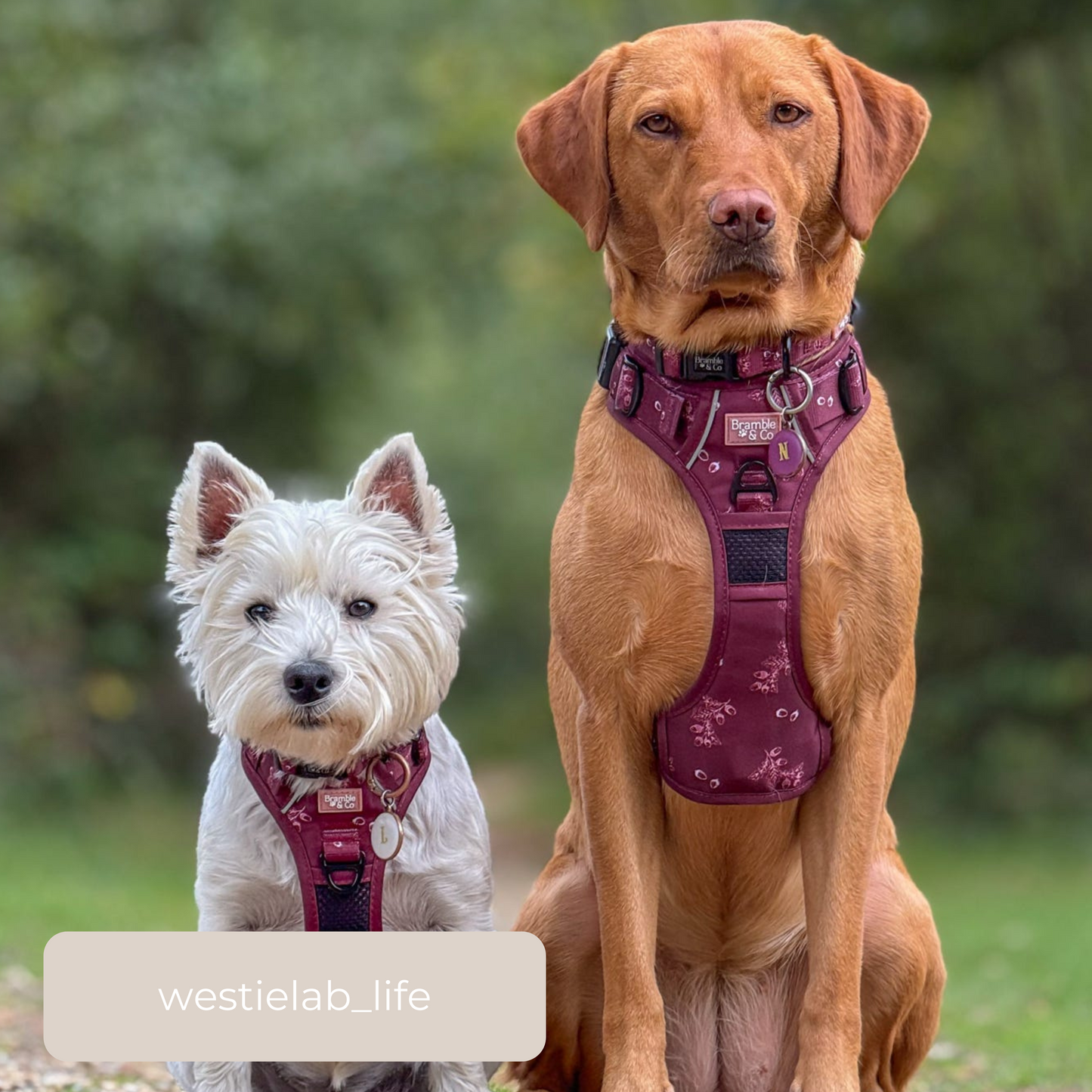3-Point Adjustable Harness - Wild berry Woodland