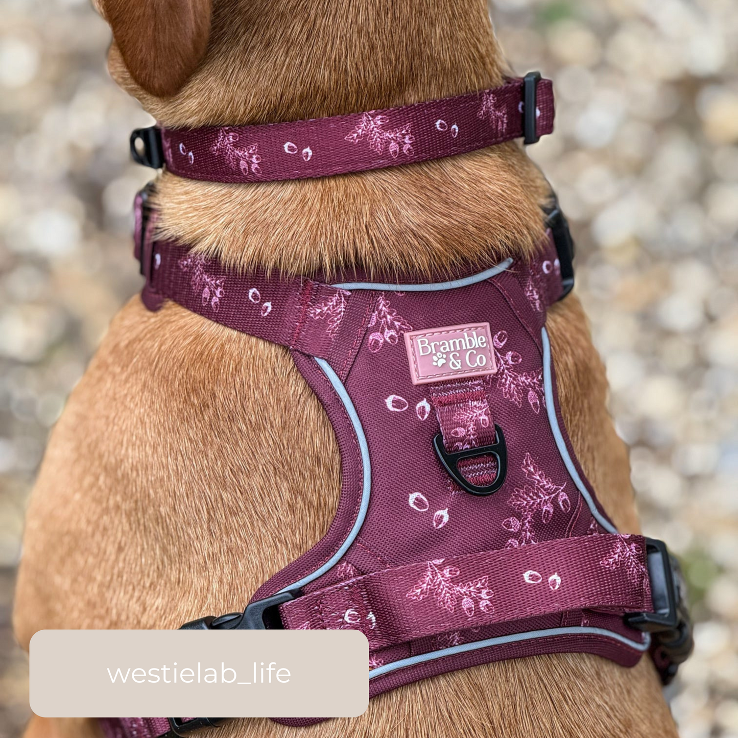 Adjustable Collar -  Wild berry Woodland