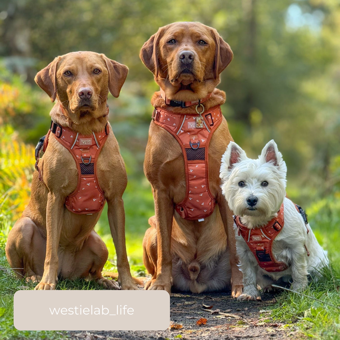 3-Point Adjustable Harness - Autumn Rain