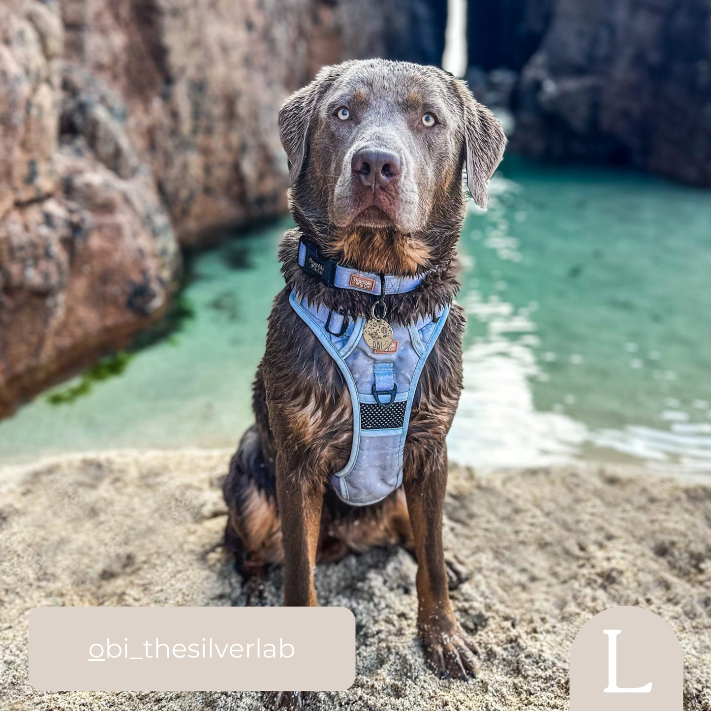 Adjustable Collar - Beachy Blue