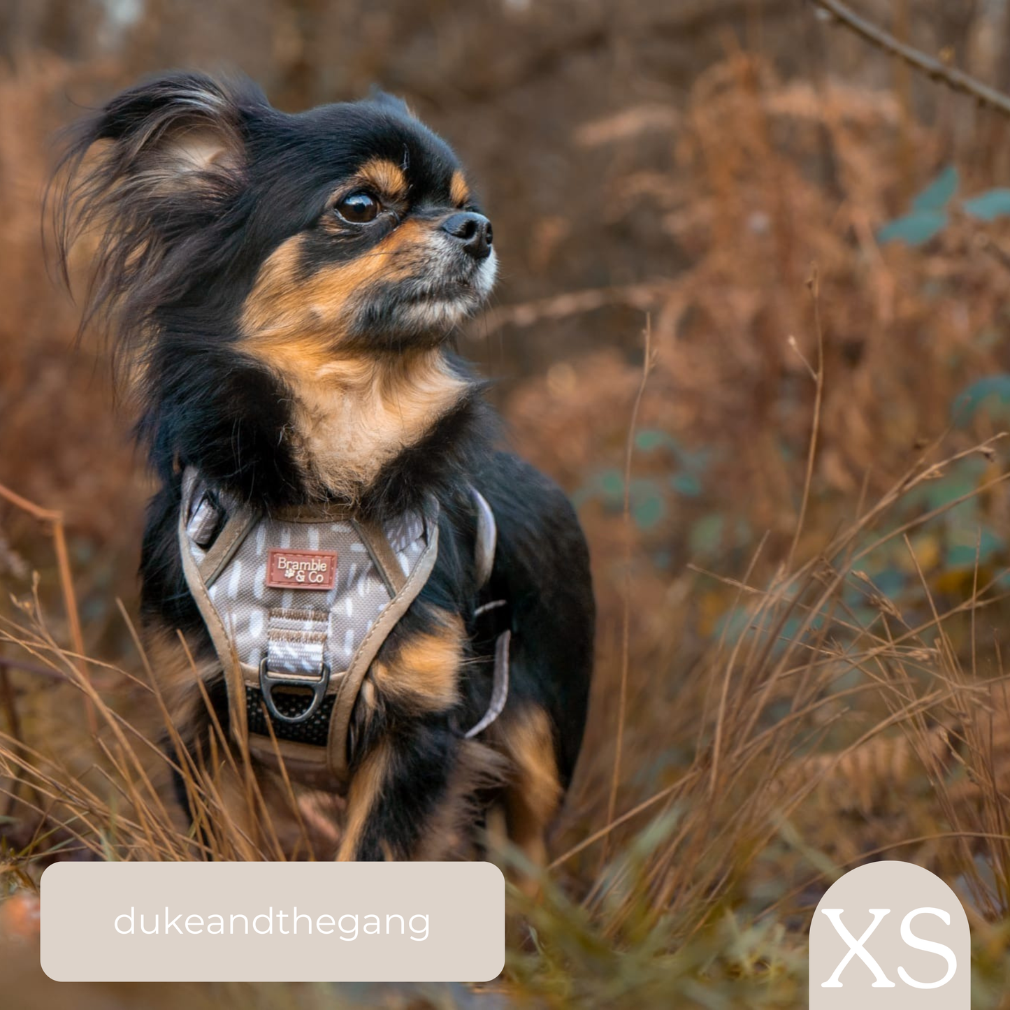 3-Point Adjustable Harness - The Feelings Neutral