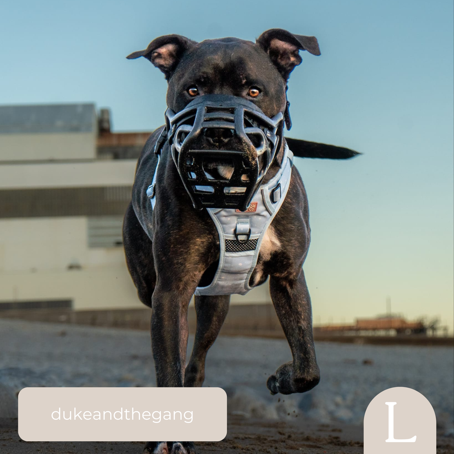 3-Point Adjustable Harness - Beachy Blue