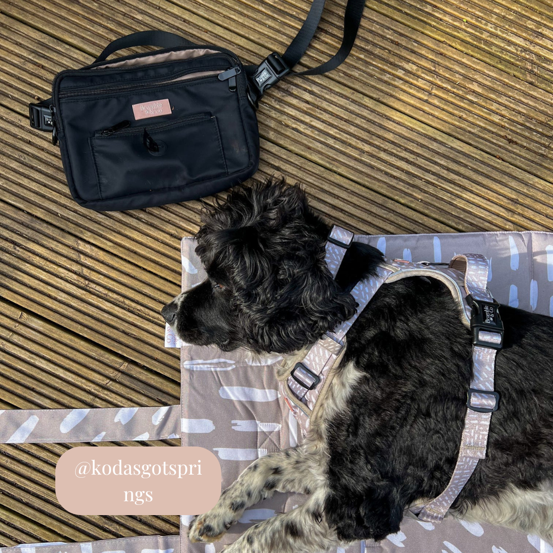 Dog Walking Bag