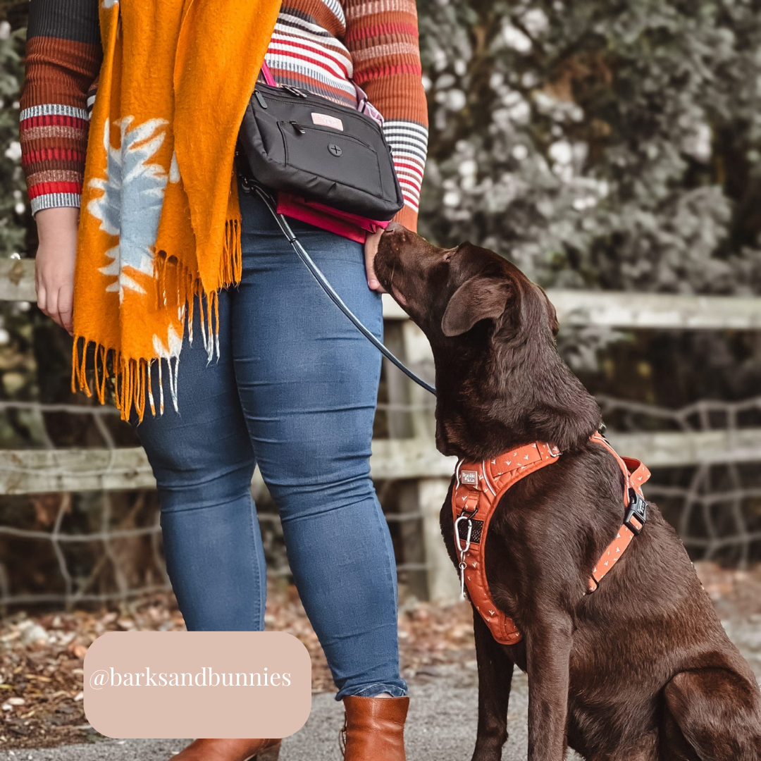 Dog Walking Bag