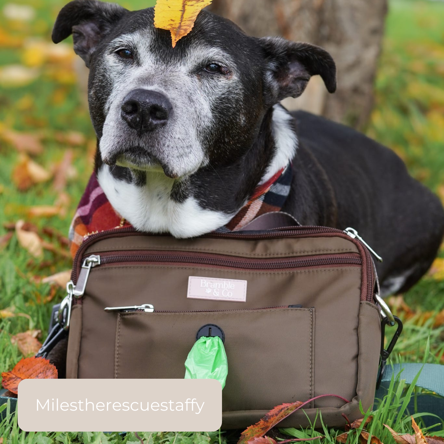 Dog Walking Bag - Brown