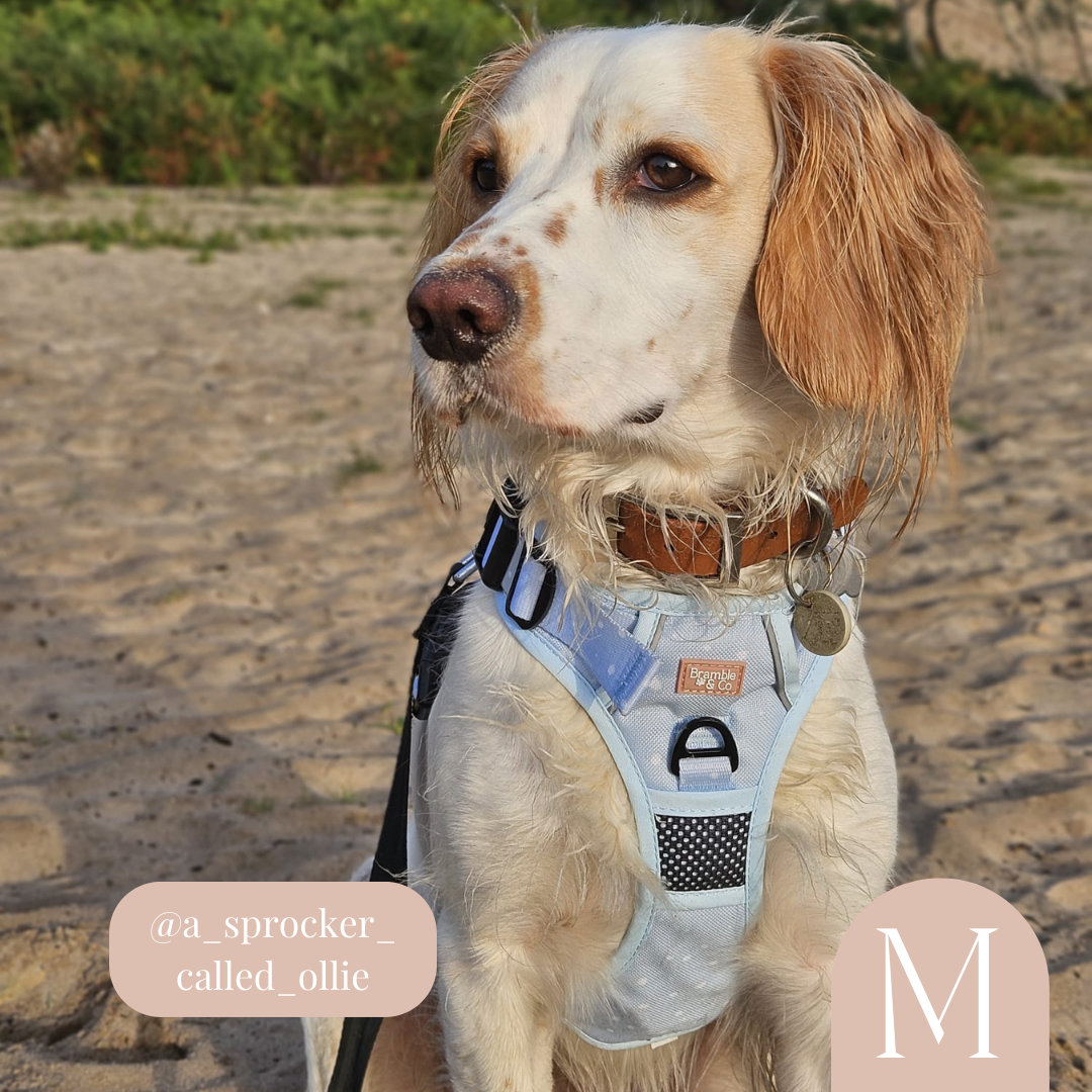 Three top peaks harness