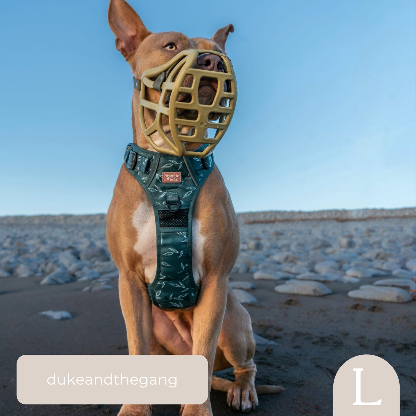 3-Point Adjustable Harness - Fern Baby Fern